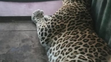 वाकडीत वनविभागाच्या पिंजऱ्यात बिबट्या अडकला; मात्र दुसरा बिबट्या मानवीवस्तीत अध्यापही मोकाट!