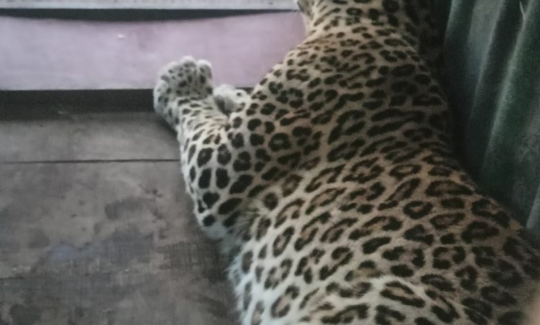 वाकडीत वनविभागाच्या पिंजऱ्यात बिबट्या अडकला; मात्र दुसरा बिबट्या मानवीवस्तीत अध्यापही मोकाट! वाकडीत वनविभागाच्या पिंजऱ्यात बिबट्या अडकला; मात्र दुसरा बिबट्या मानवीवस्तीत अध्यापही मोकाट!