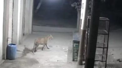 आश्वी.बु परिसरात बिबट्याचा मुक्त संचार सीसीटीव्ही कॅमेऱ्यात कैद; शेतकऱ्यांची पिंजरा लावण्याची मागणी