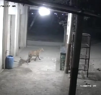 आश्वी.बु परिसरात बिबट्याचा मुक्त संचार सीसीटीव्ही कॅमेऱ्यात कैद; शेतकऱ्यांची पिंजरा लावण्याची मागणी आश्वी.बु परिसरात बिबट्याचा मुक्त संचार सीसीटीव्ही कॅमेऱ्यात कैद; शेतकऱ्यांची पिंजरा लावण्याची मागणी
