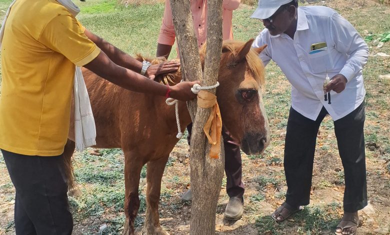 बजरंग दलाच्या कार्यकर्त्यांनी जखमी नेत्रहीन खेचराला; गोदावरीतीरी उपचार देवून दिले जीवदान! बजरंग दलाच्या कार्यकर्त्यांनी जखमी नेत्रहीन खेचराला; गोदावरीतीरी उपचार देवून दिले जीवदान!