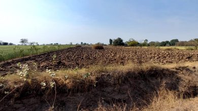 “चुलत्याचा राक्षसी अवतार! तीन न्यायालयांचे निकाल असूनही जमिनीवर ताबा देण्यास नकार”