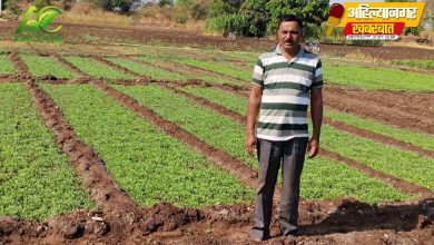 “Farming Innovation; गोंडेगावच्या शेतकऱ्याचा मेथी पिकातून आदर्श प्रयोग”