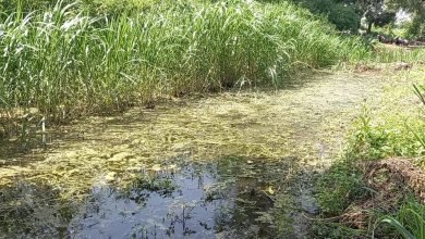 जळगाव परिसरातील शेतकऱ्यांचे मळीमिश्रित पाण्यामुळे प्रचंड नुकसान; सत्यम डिस्टिलरी व्यवस्थापनावर निष्क्रियतेचा आरोप