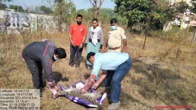 चितळी-जळगाव शिवारात मृत मादी बिबट आढळली;दोन बिबट्यांच्या झटापटीत मादी बिबटचा मृत्यू वनविभागाचे स्पष्टीकरण