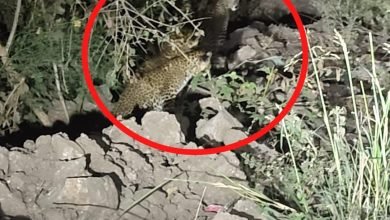 वाकडी शिवारात बिबट्याचे चार बछडे आढळले; परिसरात खळबळ, नागरिकांमध्ये भीतीचे वातावरण