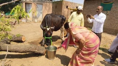 धामोरी येथे अतिवृष्टीत गाभण गाय दगावली बचतगट सखीला मा.आ.स्नेहलताताई कोल्हे यांनी नवीन गाय देत दिला जगण्याला नवा आधार, शासन मदतीच्या सूचनाही दिल्या धामोरी येथे अतिवृष्टीत गाभण गाय दगावली बचतगट सखीला मा.आ.स्नेहलताताई कोल्हे यांनी नवीन गाय देत दिला जगण्याला नवा आधार, शासन मदतीच्या सूचनाही दिल्या