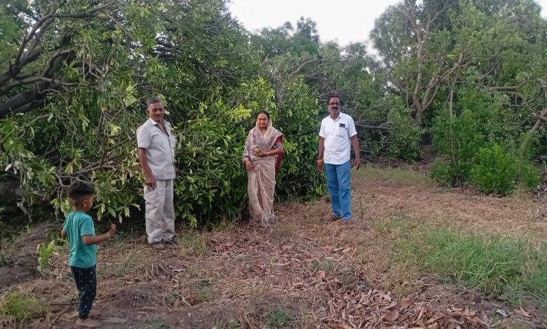 राहाता तालुक्यात फळबागांचे मोठे नुकसान; प्रभावती घोगरे मैदानात, शेतकऱ्यांना तातडीच्या मदतीची मागणी राहाता तालुक्यात फळबागांचे मोठे नुकसान; प्रभावती घोगरे मैदानात, शेतकऱ्यांना तातडीच्या मदतीची मागणी