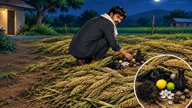 चक्क पोलिसाच्या शेतातील बाजरीच्या कणसांवर जादूटोणा; संगमनेर तालुक्यात एकावर गुन्हा दाखल