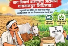 दुष्काळग्रस्त शेतकऱ्यांना दिलासा; चारा बियाणे वाटपाच्या अटींमध्ये शासनाकडून शिथिलता!