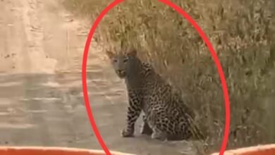 वाकडीच्या जाधव वस्ती रोडवर बिबट्याचा थरार! सकाळी साडेनऊ वाजता वाहनासमोर येऊन थांबला; प्रसंग मोबाईलमध्ये कैद वाकडीच्या जाधव वस्ती रोडवर बिबट्याचा थरार! सकाळी साडेनऊ वाजता वाहनासमोर येऊन थांबला; प्रसंग मोबाईलमध्ये कैद