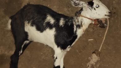 जळगाव शिवारातील शिनगारे वस्ती नजीक बिबट्याचा धुडगूस; तीन महिन्यांची गाभण शेळी ठार